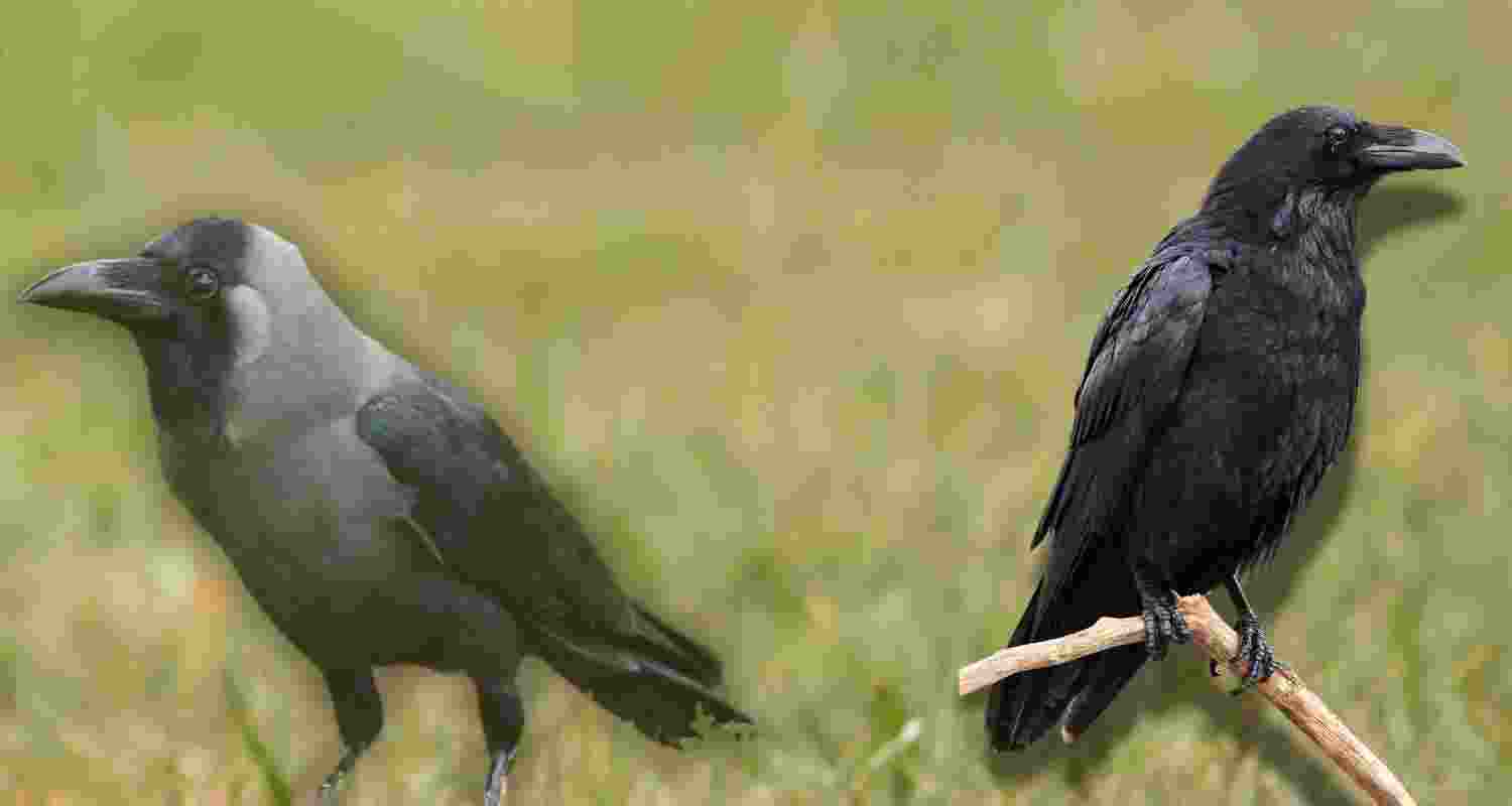 What’s it like being a raven or a crow? What’s it like being a raven or a crow?