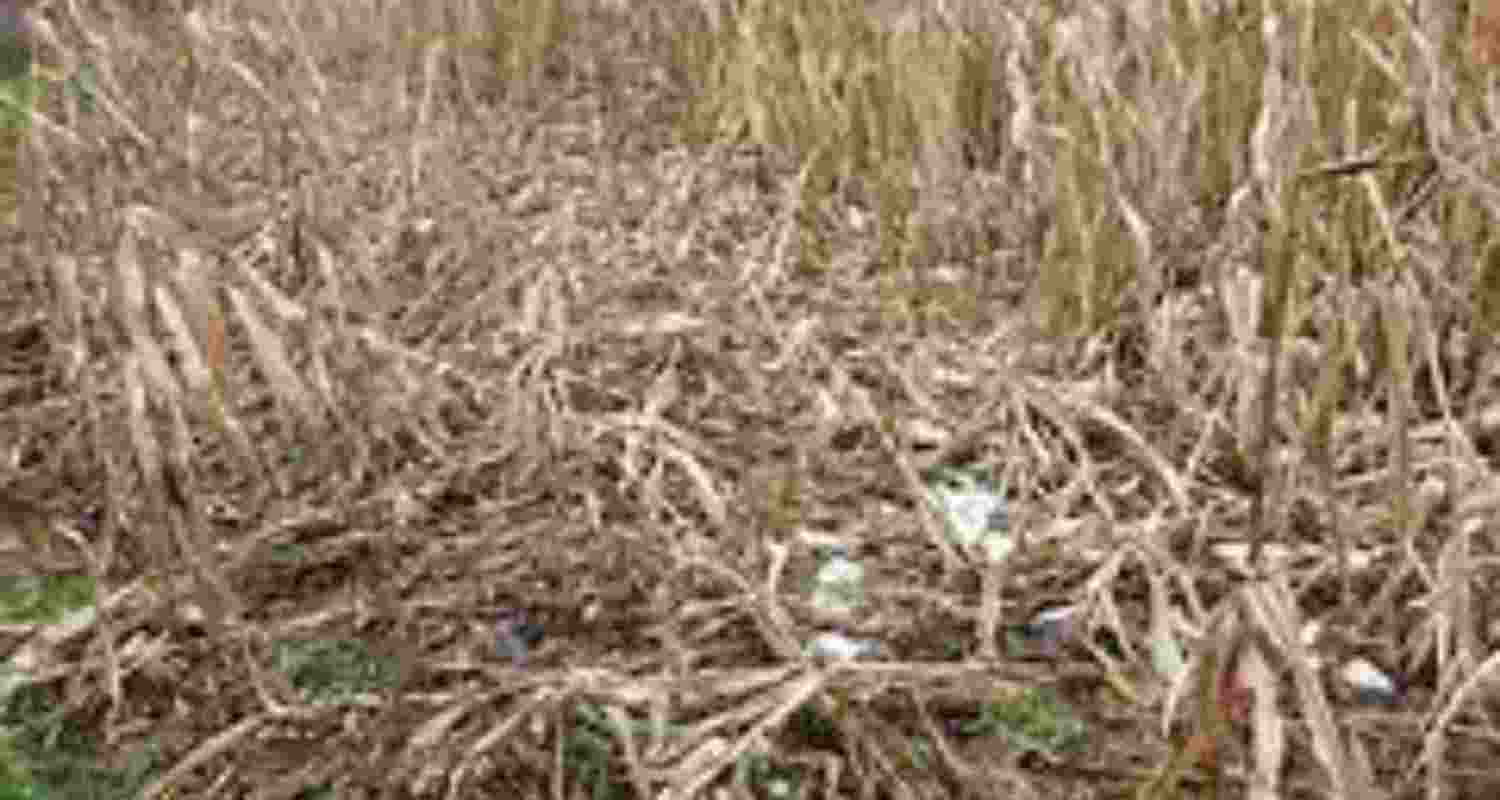 Representational image. Representational image.