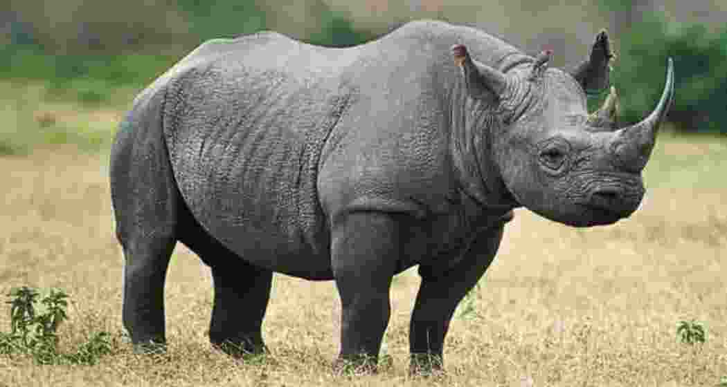 Dudhwa Park released its first one-horned rhino, Raghu, into the wild after decades of conservation, symbolising a major step towards reintroducing rhinos to their ancestral lands. File photo. Dudhwa Park released its first one-horned rhino, Raghu, into the wild after decades of conservation, symbolising a major step towards reintroducing rhinos to their ancestral lands. File photo.