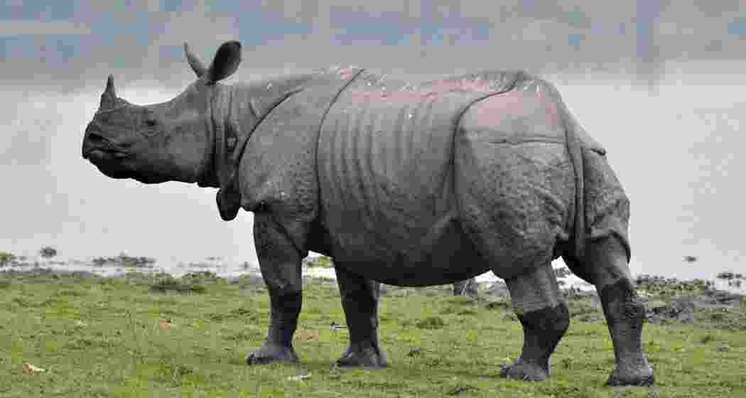 An Indian one-horned rhinoceros grazing the fields of Kaziranga in Assam. An Indian one-horned rhinoceros grazing the fields of Kaziranga in Assam.