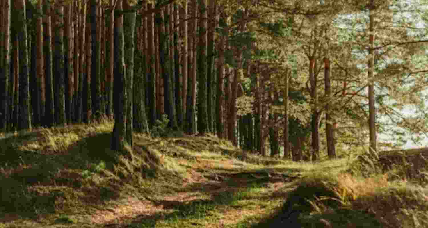 Community effort targets MP’s sal forest crisis Community effort targets MP’s sal forest crisis