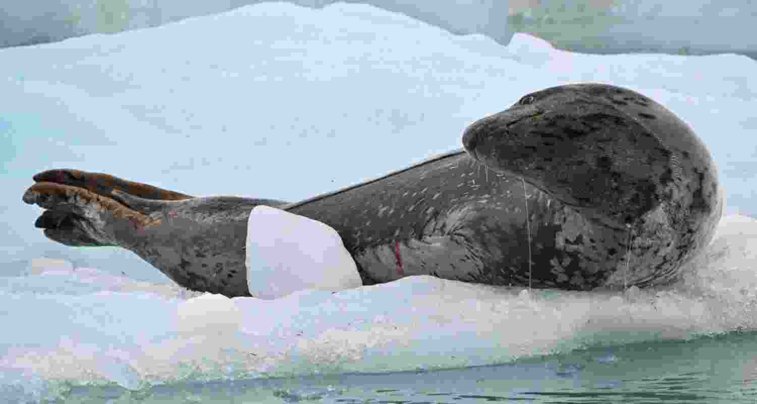 A male leopard seal weighs about 320 kilograms, but produces surprisingly high-pitched trills, similar to those of a tiny cricket. A male leopard seal weighs about 320 kilograms, but produces surprisingly high-pitched trills, similar to those of a tiny cricket.