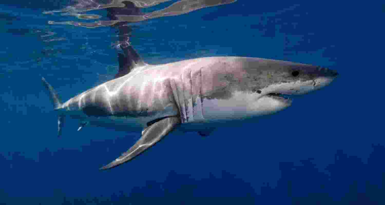 Great white sharks morph into ‘bone-slicers’ as they mature Great white sharks morph into ‘bone-slicers’ as they mature