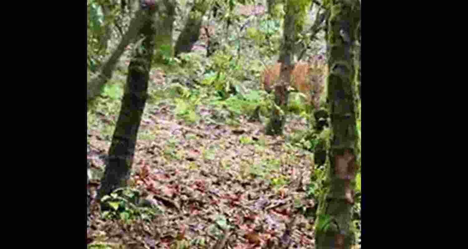 Sighting of a Bengal tiger in Binsar Wildlife Sanctuary, Sighting of a Bengal tiger in Binsar Wildlife Sanctuary,