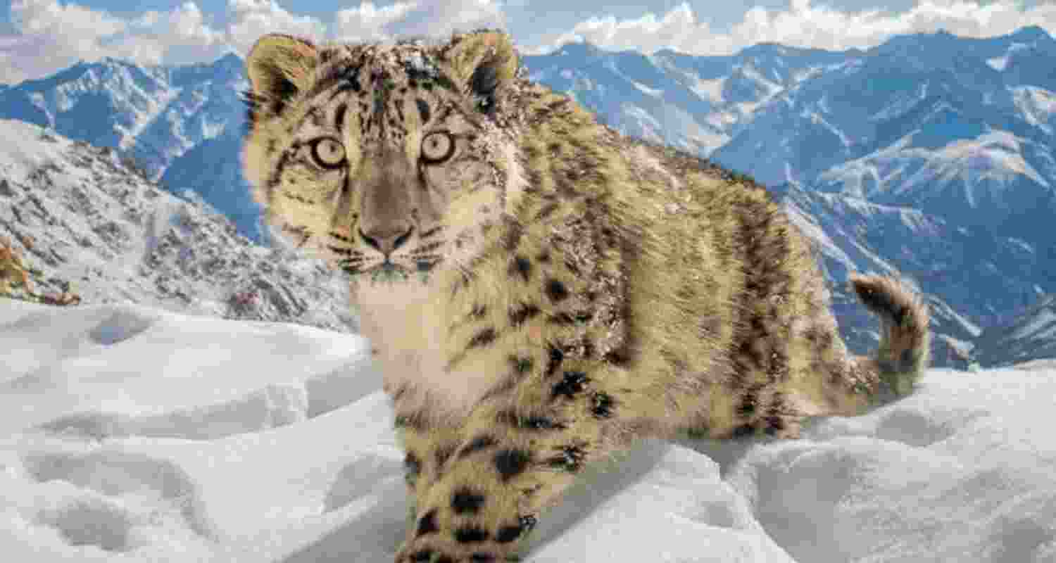 Snow Leopards Snow Leopards