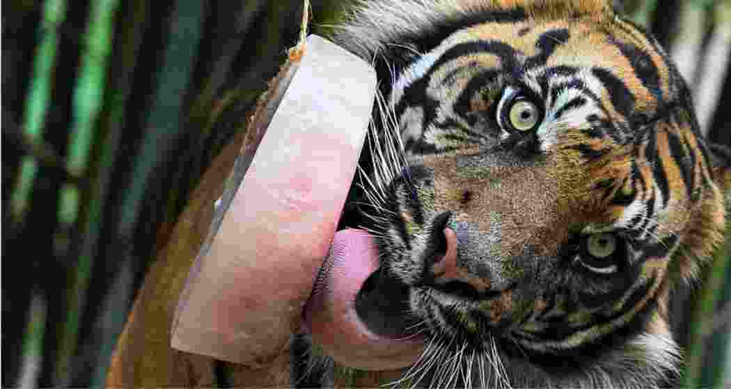 Image for representative use only. Image for representative use only.