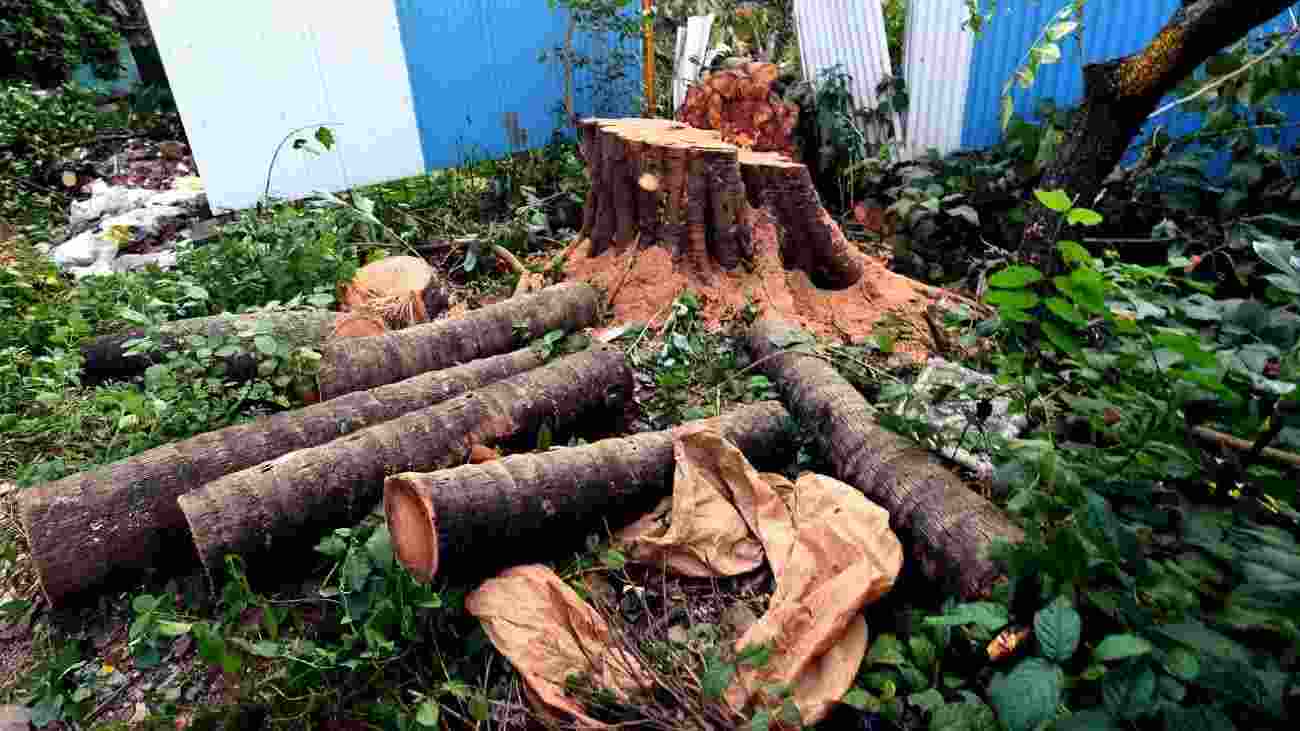 Trees cut for Delhi-Dehradun Expressway Trees cut for Delhi-Dehradun Expressway