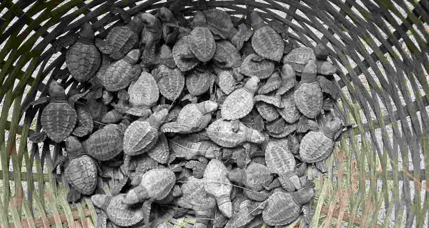 Nestlings before they are released in water. Nestlings before they are released in water.