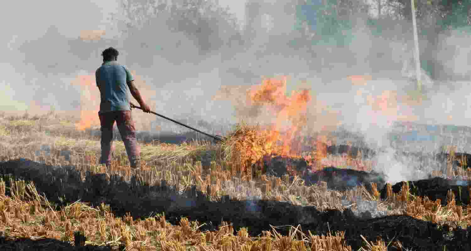 Farmers to face higher fines as stubble burning penalties rise. Farmers to face higher fines as stubble burning penalties rise.