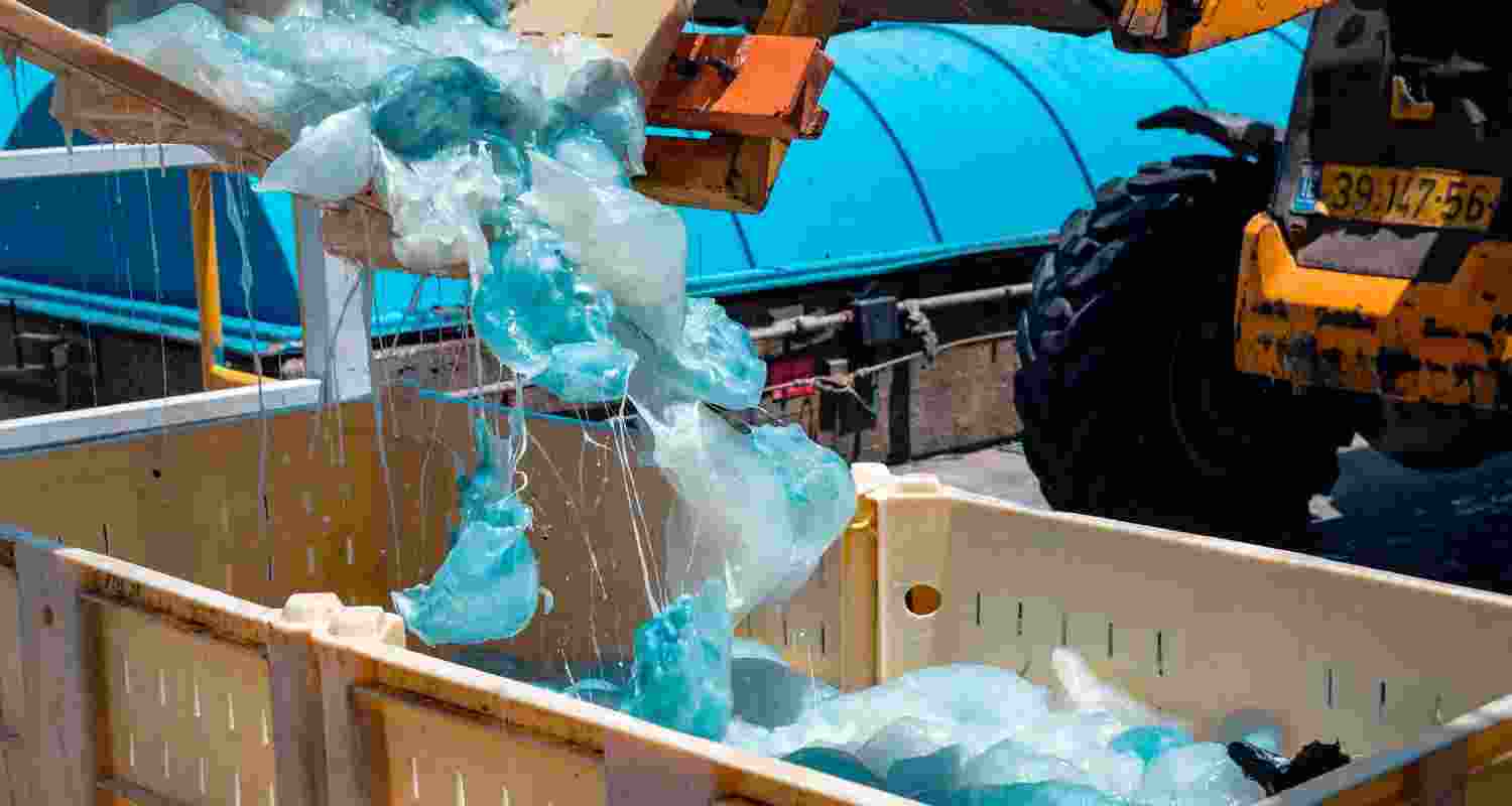 Jellyfish clog forces shutdown at Gravelines plant. Jellyfish clog forces shutdown at Gravelines plant.