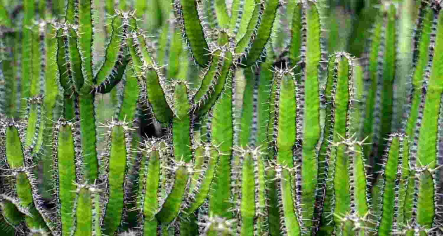 Climate-adaptive cactus initiative to aid livelihoods in Jharkhand. Climate-adaptive cactus initiative to aid livelihoods in Jharkhand.