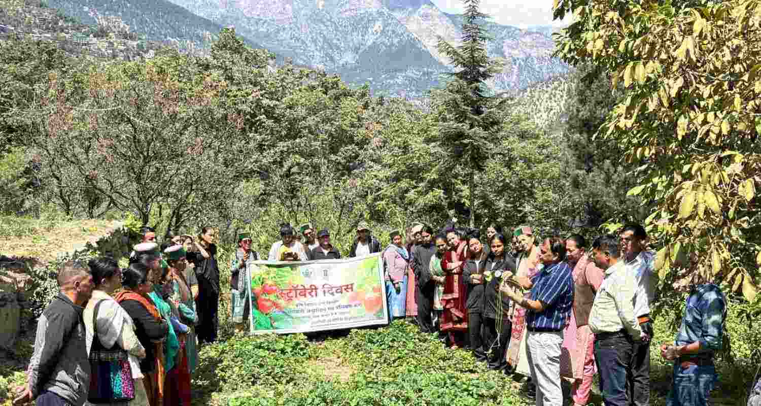 The Regional Horticultural Research and Training Station (RHRTS), Sharbo, and Krishi Vigyan Kendra (KVK), Kinnaur organised a Strawberry Day celebrations. The Regional Horticultural Research and Training Station (RHRTS), Sharbo, and Krishi Vigyan Kendra (KVK), Kinnaur organised a Strawberry Day celebrations.