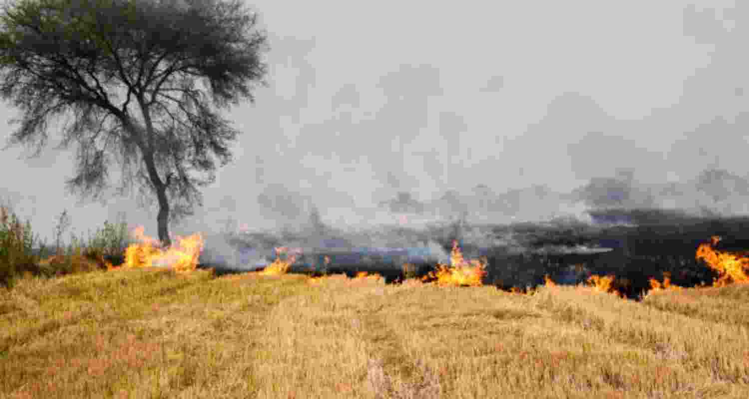 Delhi pollution: SC asks Punjab,Haryana action on stubble burning Delhi pollution: SC asks Punjab,Haryana action on stubble burning