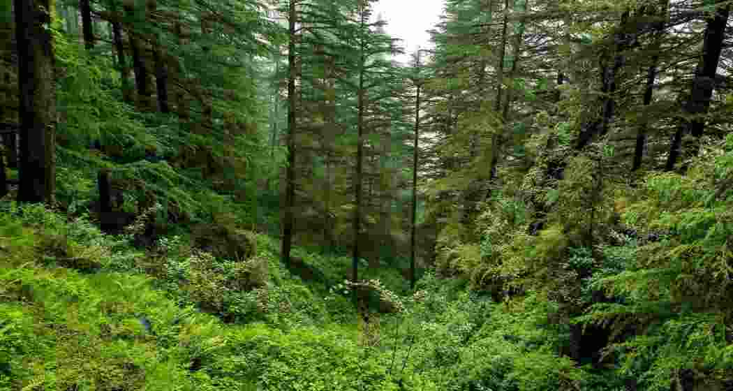 Uttarakhand forest funds used for iPhones, laptops: CAG Uttarakhand forest funds used for iPhones, laptops: CAG
