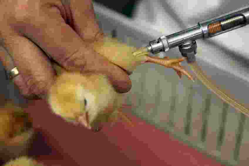 IVR develops to combat infectious bursal disease in chickens. IVR develops to combat infectious bursal disease in chickens.