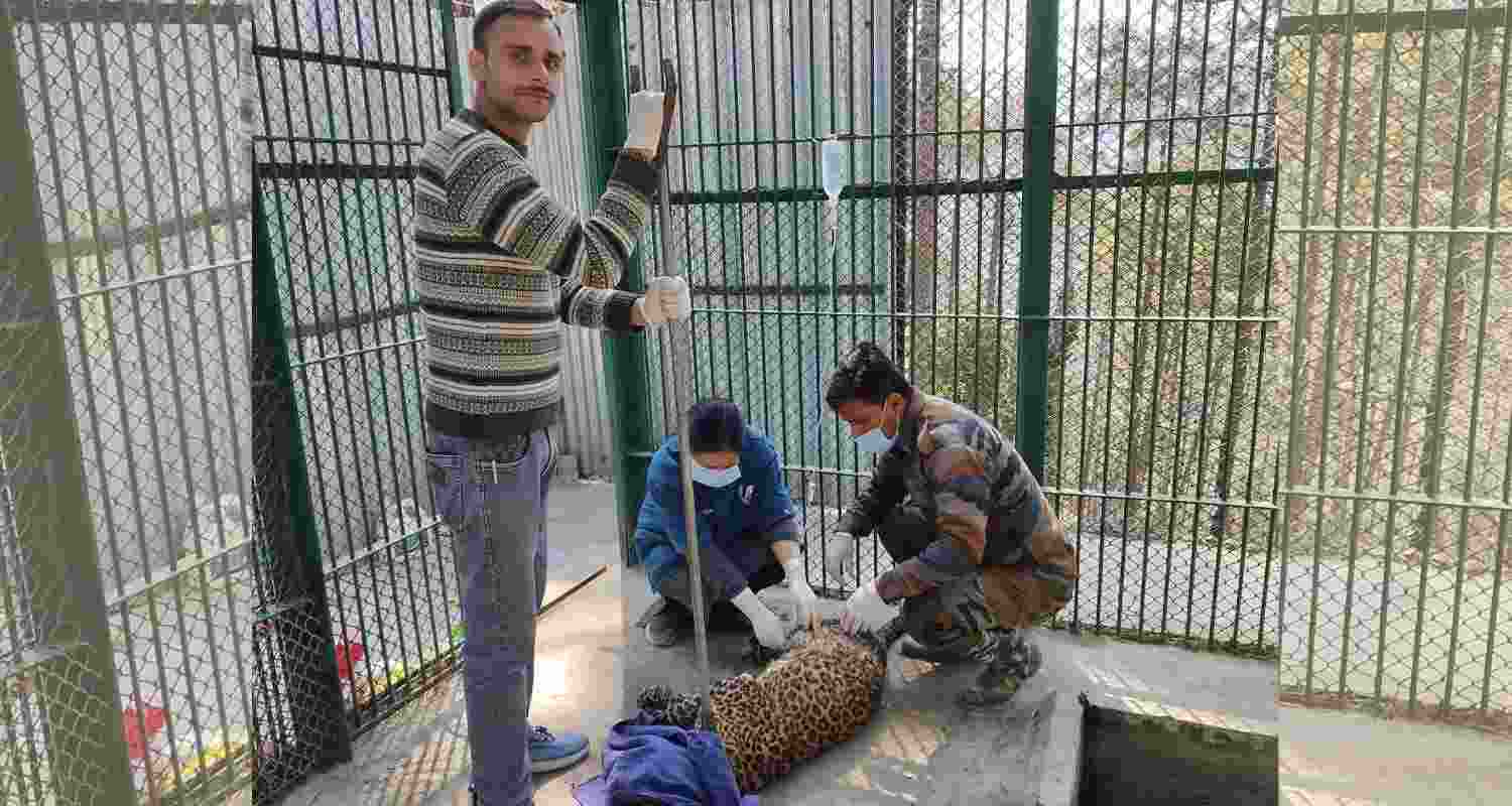 Wildlife team rescues trapped leopard in Solan Wildlife team rescues trapped leopard in Solan